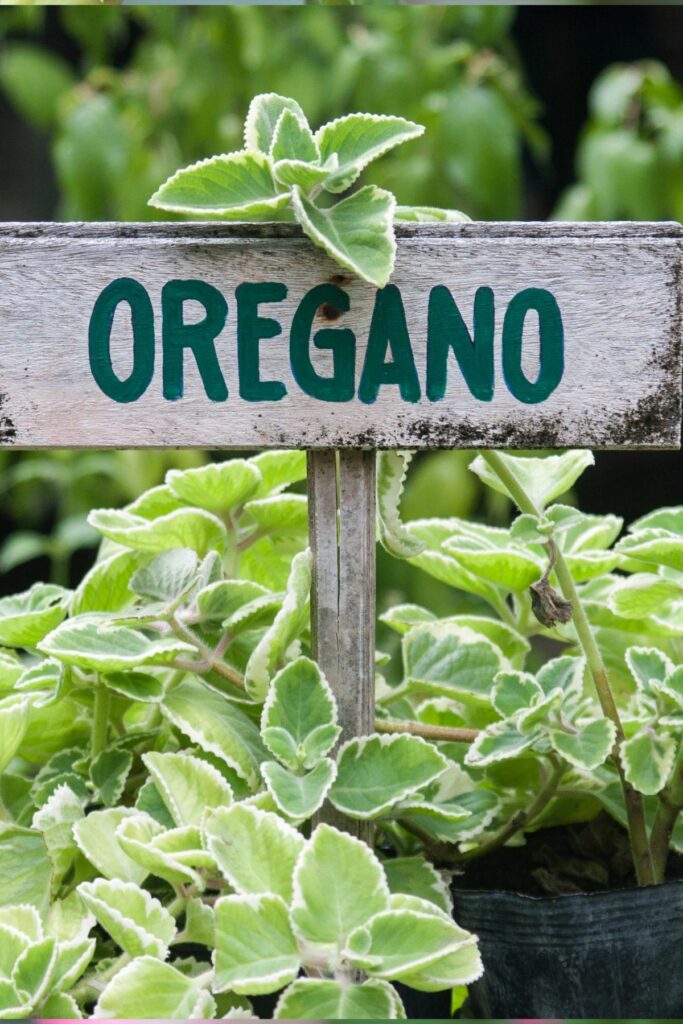Sign with "Oregano" printed on it with oregano growing around it.