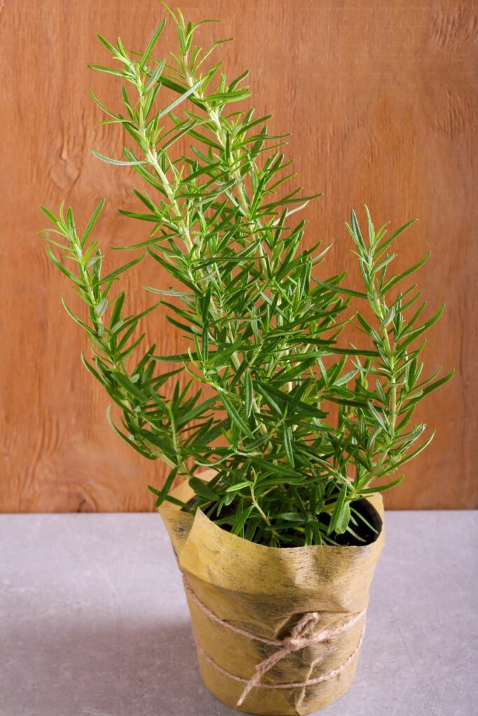 Rosemary plant in pot.
