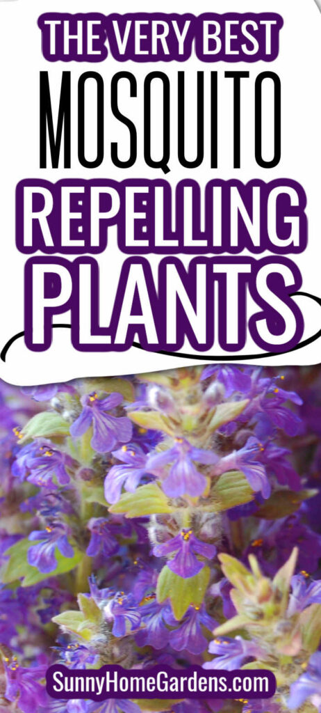 Pin image: top says "The very best mosquito repelling plants" and bottom has a pic of flowers.