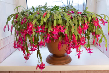 Are Christmas Cactus Poisonous To Cats? - Sunny Home Gardens