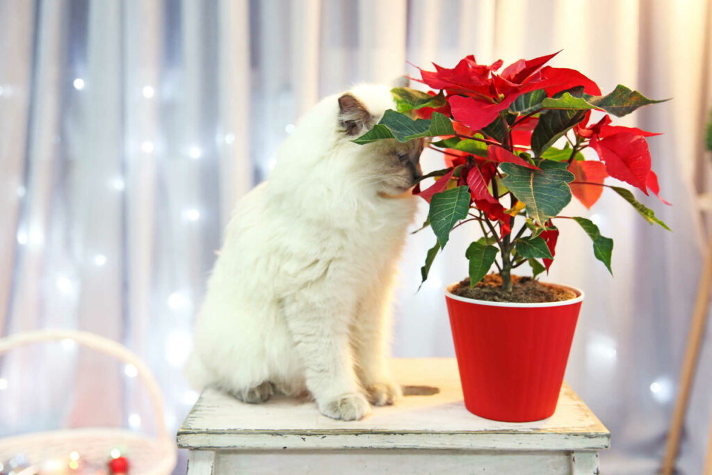Cat with a Poinsettia.