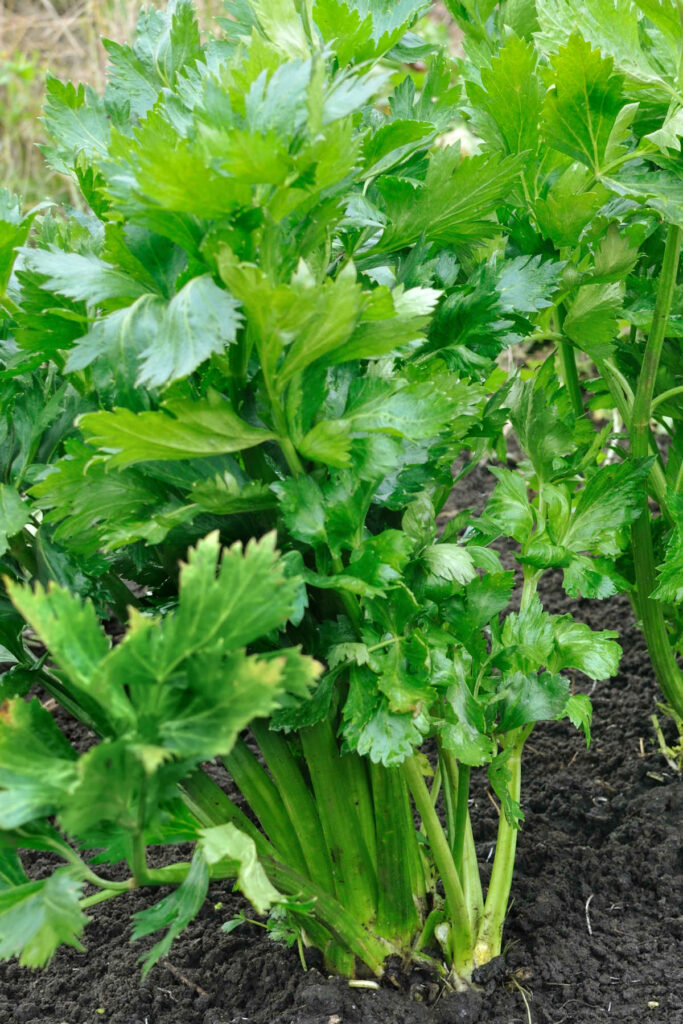 Celery growing.