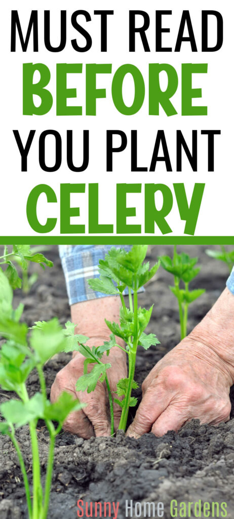 Pin image: top says "must read before you plant celery" and bottom has hands planting a celery seedling.