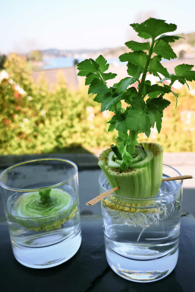 celery with toothpicks holding it above a glass filled with water.