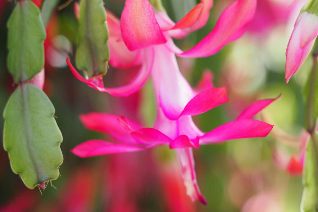 Closeup bloom of a Christmas Cactus.