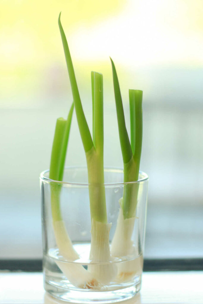 green onions in a small glass with water.