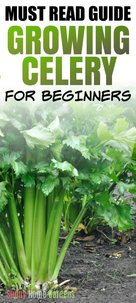 Pin image: top says "must read before growing celery for beginners" and bottom has a pic of celery growing.