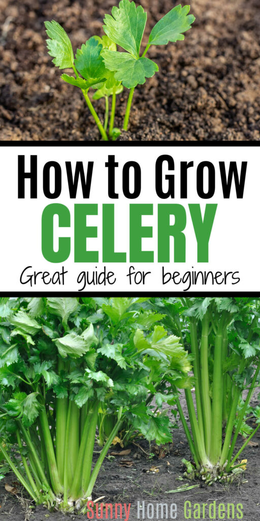Pin image: top and bottom has pics of celery and middle says "How to grow celery: great guide for beginners".