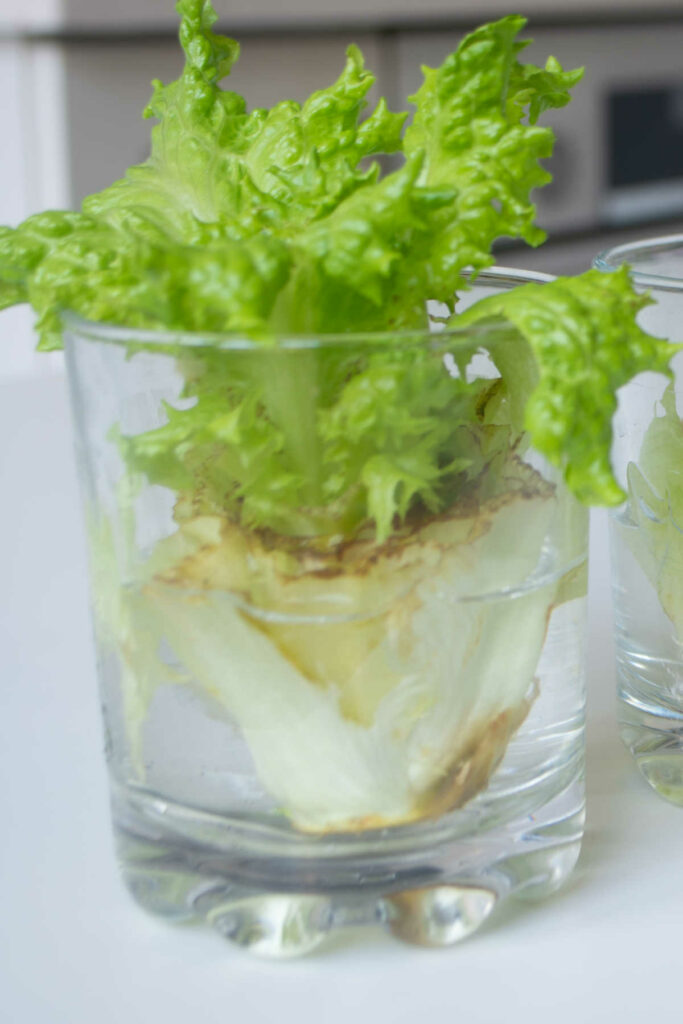 Bottom of a lettuce with new leaves growing out the top all in a glass partly filled with water.