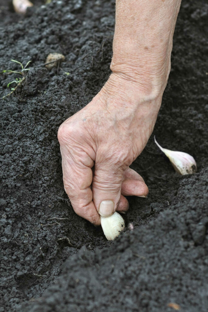 Hand planting garlic cloves.