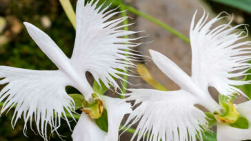 orchid egret flowers.