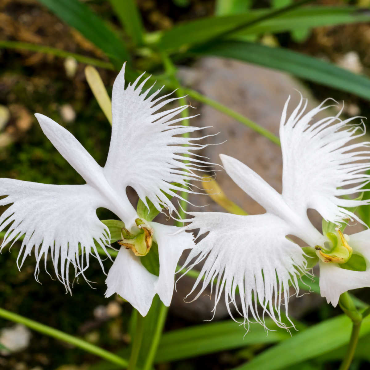 orchid egret flowers.