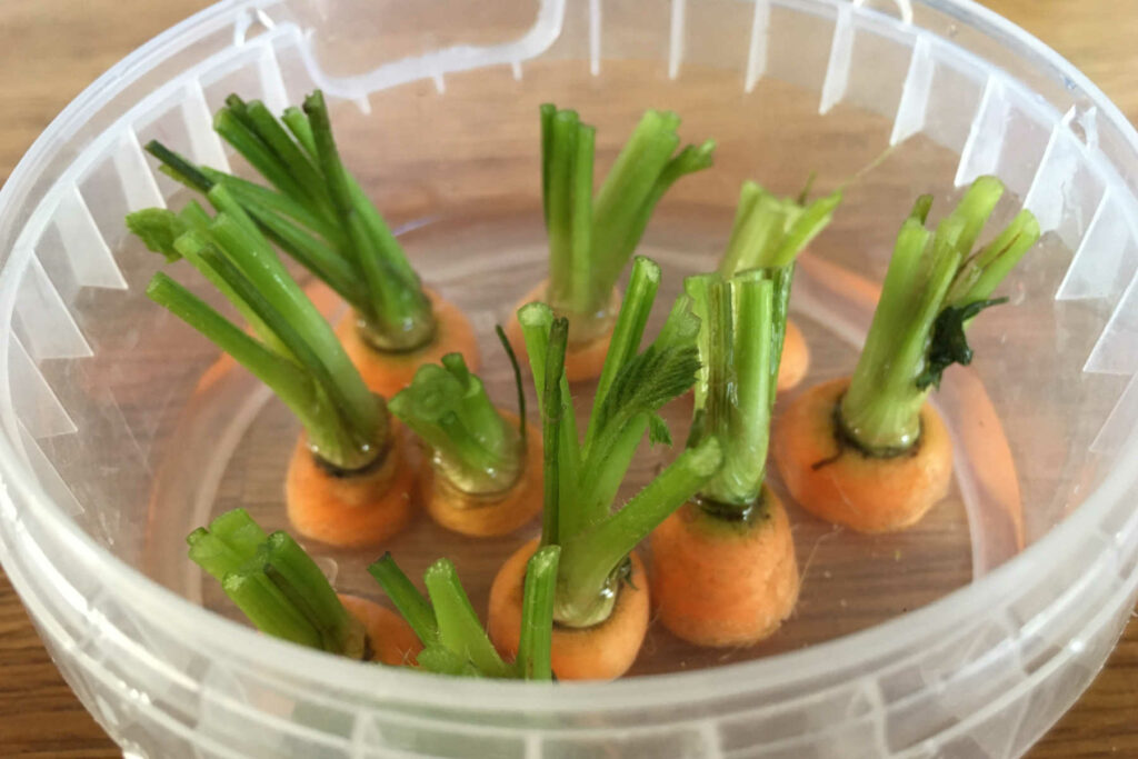 Carrot tops sitting in a small bowl of water.