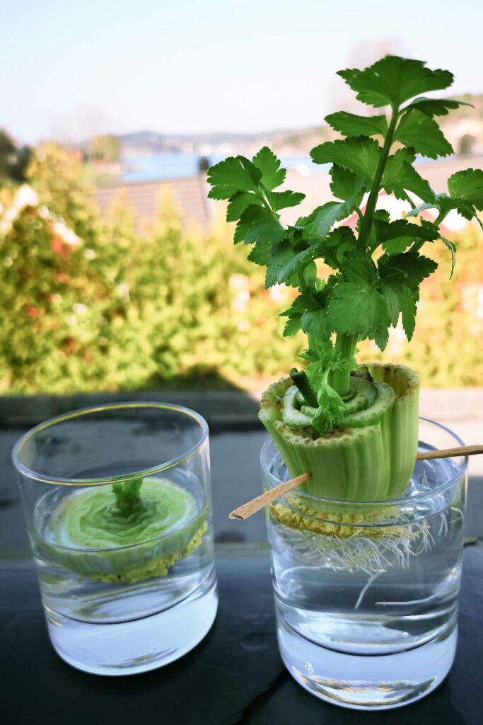 two glasses with celery regrowing.