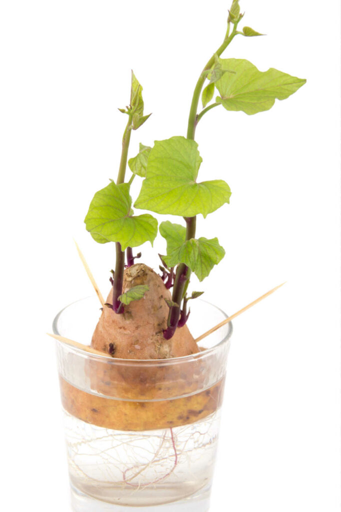 Sweet potato being held near top of jar with toothpicks.  