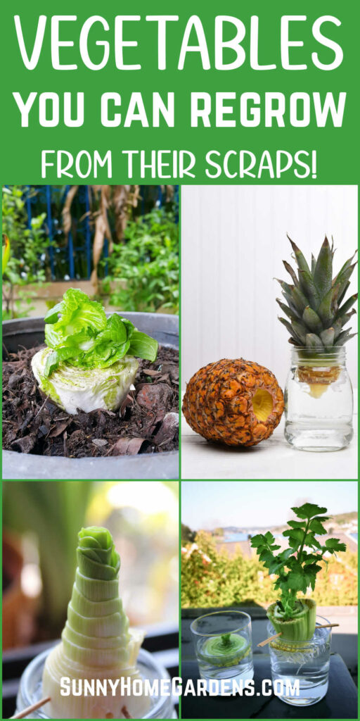 pin image: top says "Vegetables you can regrow from the scraps" and bottom has a collage of lettuce, pineapple, celery, and a leek regrowing from scraps.