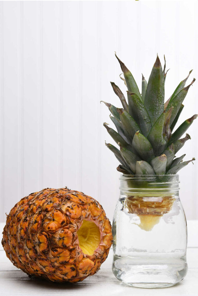 Pineapple on side next to a jar of water with a pineapple top sticking out. 