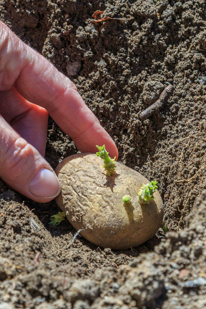 Potato with sprouts being planted in the ground.