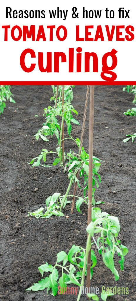 Pin image: top says "Reasons why & how to fix tomato leaves curling" with a pic of curled tomato leaves under.