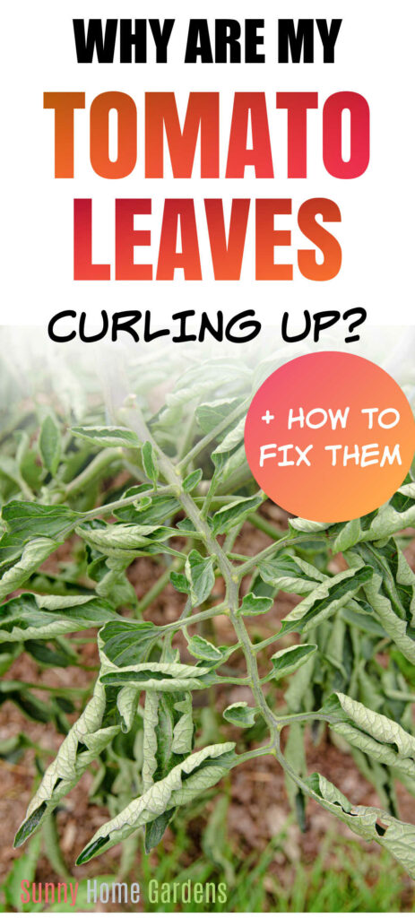 Pin image: top says "why are my tomato leaves curling up? +how to fix them" with a pic of curled tomato leaves under.