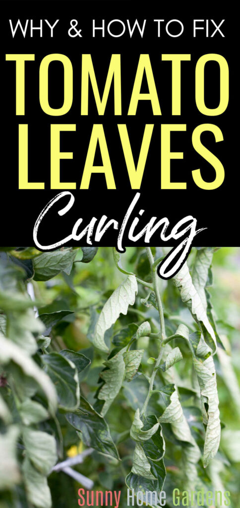 Pin image: top says "why & how to fix tomato leaves curling" and has a pic of curled tomato leaves.