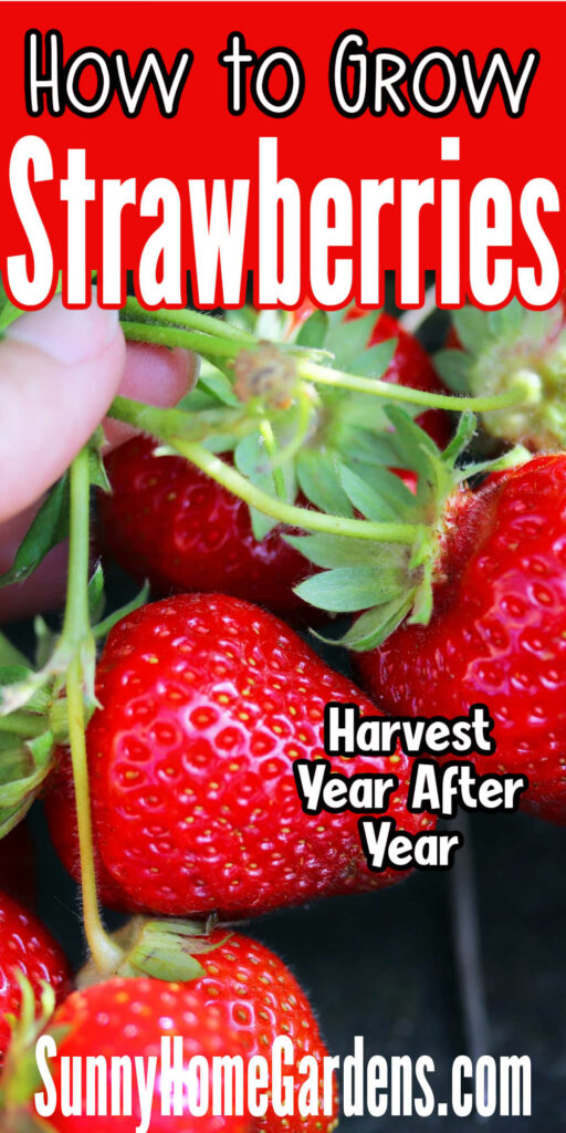 pin image: top says "How to Grow Strawberries" bottom has a hand holding ripe strawberries still on the plant.