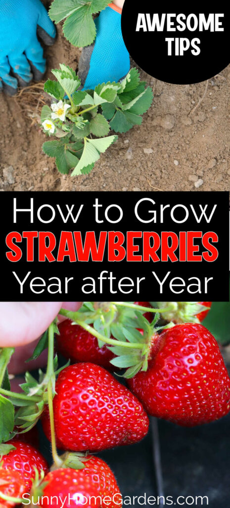 Pin image: top has hands planting strawberry plant, middle says "how to Grow Strawberries year after year" and bottom has ripe berries on the plant.