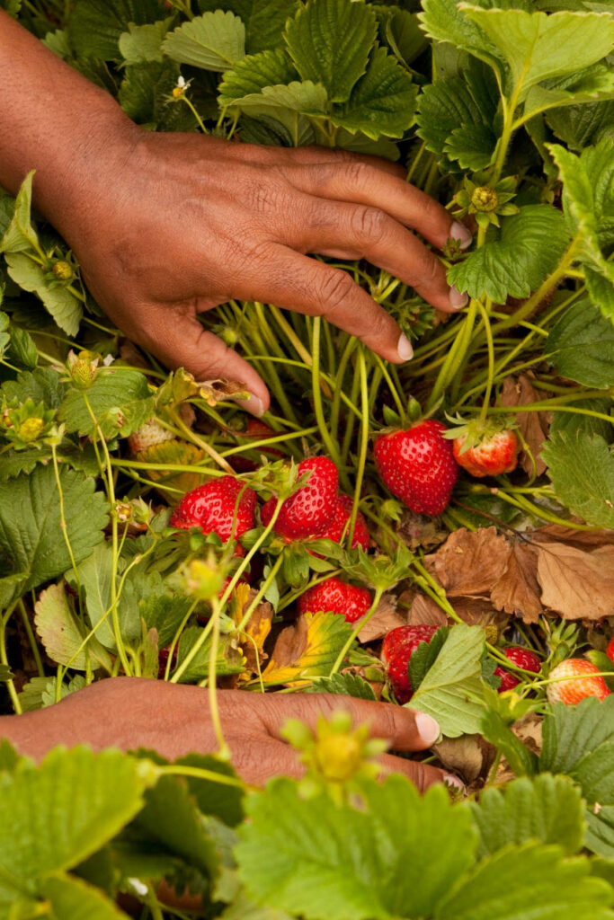Hands holding apart leaves to reveal ripe strawberries.