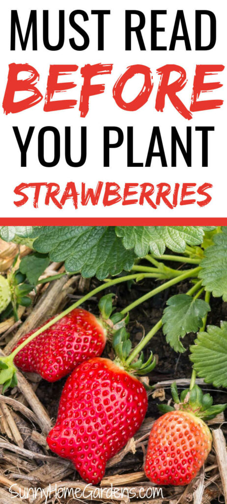 Pin image: top says "Must read before you plant strawberries" and bottom has ripe strawberries on the plant.