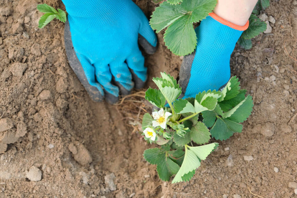 Hands planting strawberry plant in ground.