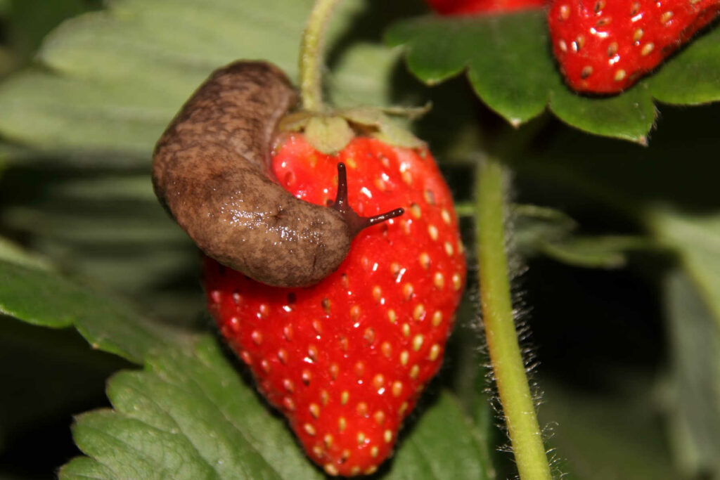 Slug climbing on strawberry.