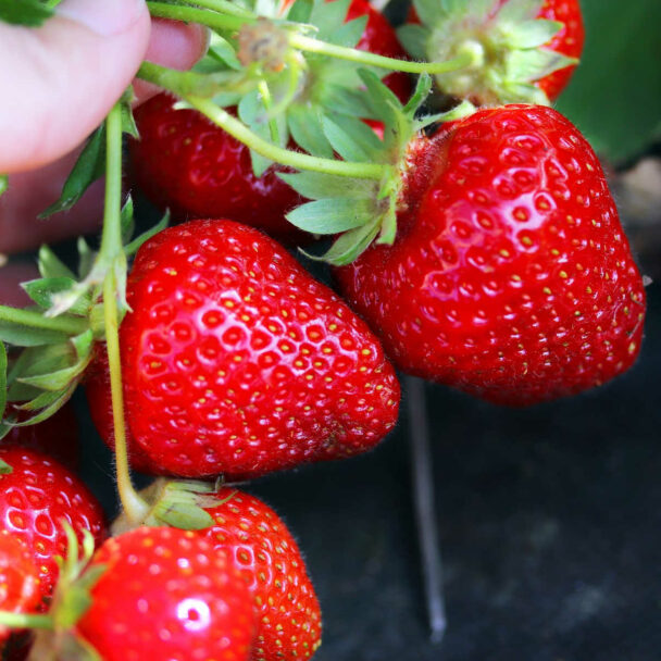 hand holding ripe strawberries attached to plant.