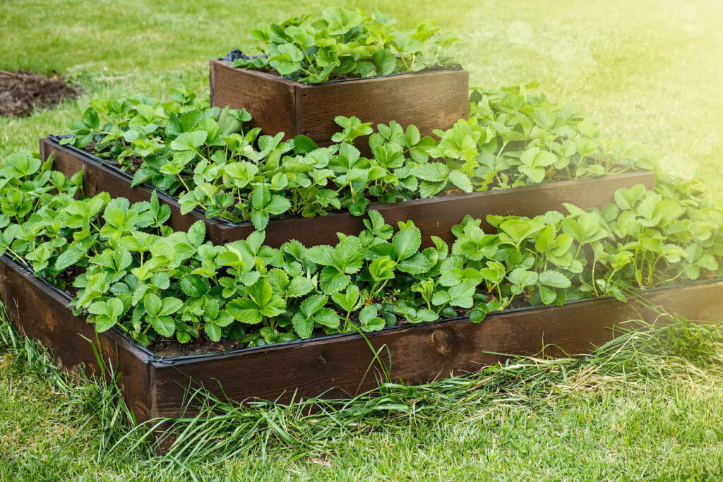 Tiered Rased garden bed filled with strawberry plants.