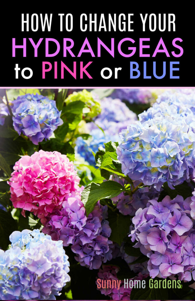 Pin image: top says "How to change your hydrangeas to pink or blue" and bottom has a pic of pink, blue and purple hydrangea flowers.