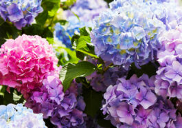 Blue, pink and purple hydrangea flowers.