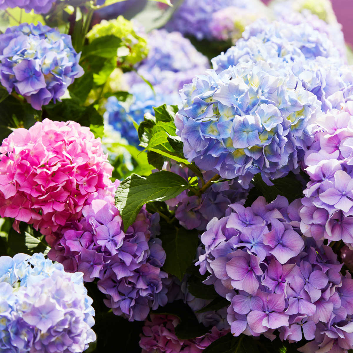 Blue, pink and purple hydrangea flowers.