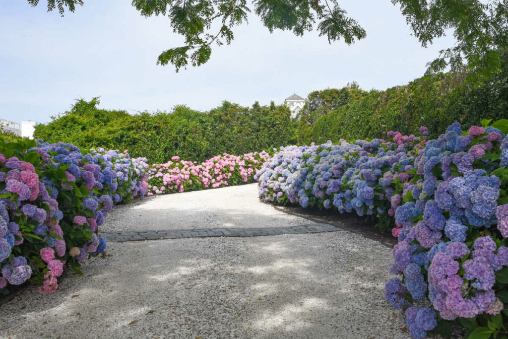 Pathway with blue and pink hydrangeas lined along it.