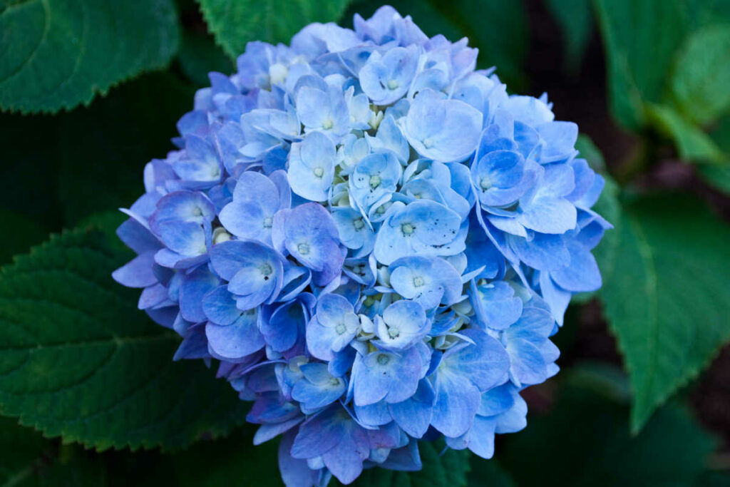 Blue hydrangea flower.