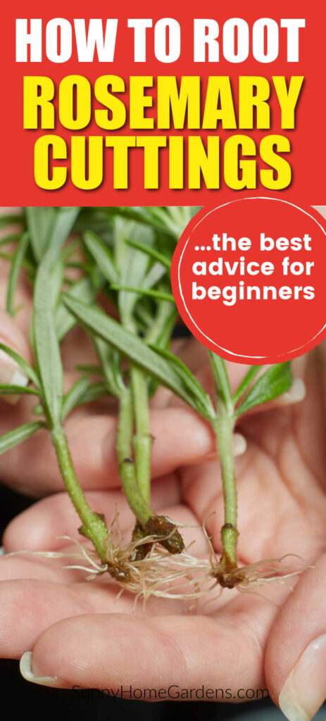 Pin image: top says "How to root rosemary cuttings: the best advice for beginners" with a hand holding rosemary cuttings.