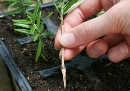 Hand holding a prepared rosemary cutting and about to plant it in soil.