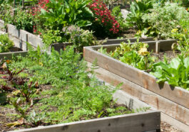 Raised garden beds with veggies growing.