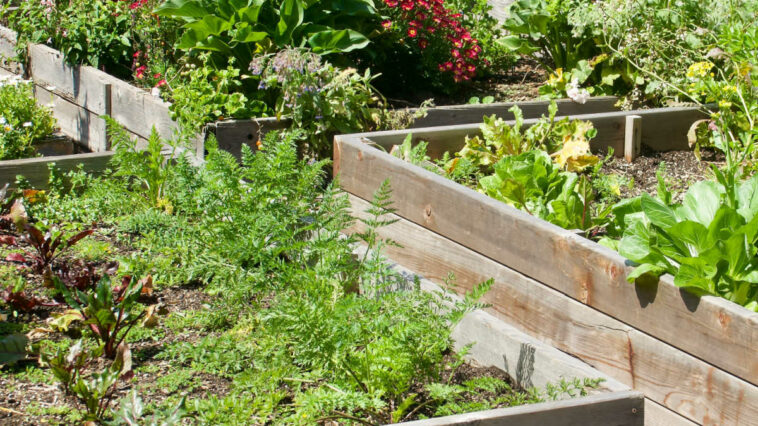 Raised garden beds with veggies growing.