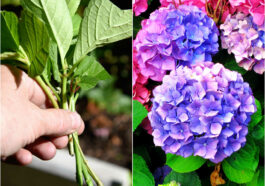 Collage with the left showing a hand holding hydrangea cutting and the right side showing large hydrangea flowers.