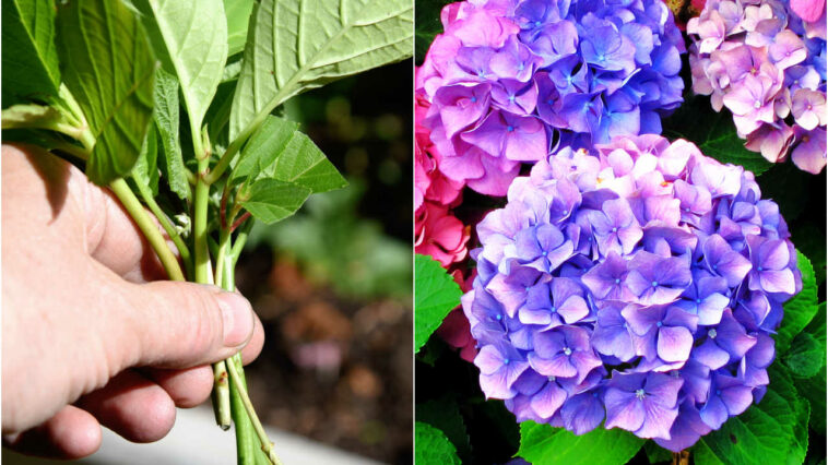 Collage with the left showing a hand holding hydrangea cutting and the right side showing large hydrangea flowers.