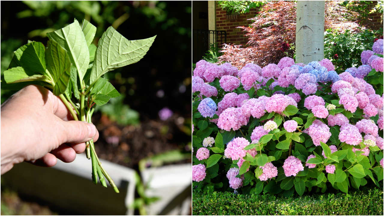 Collage: left side shows a hand holding hydrangea cuttings and right side shows a hydrangea bush in bloom.