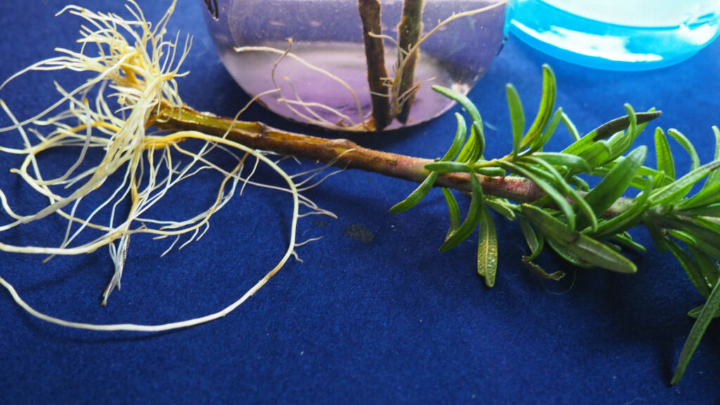Rosemary cutting with roots laying in front of a glass jar.