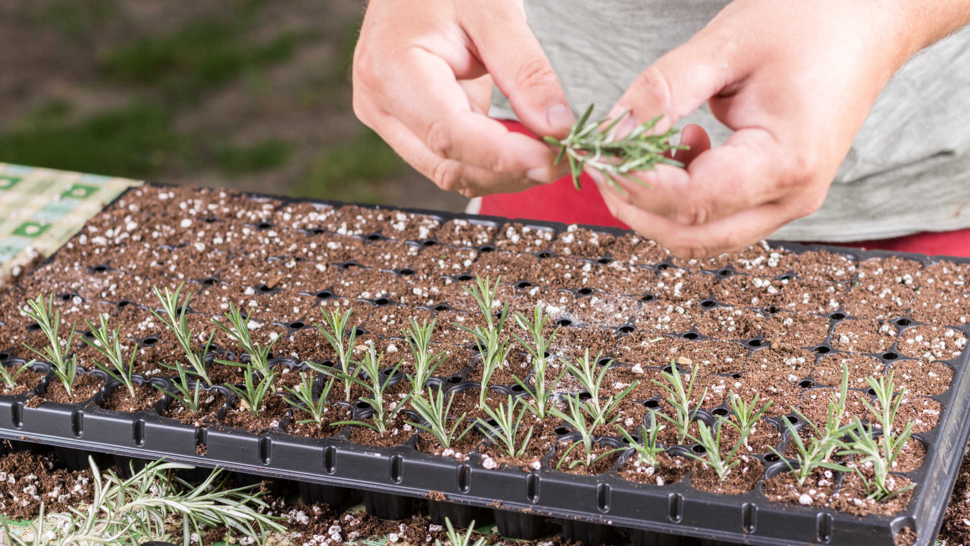 how-to-propagate-rosemary-from-cuttings-a-step-by-step-guide-sunny