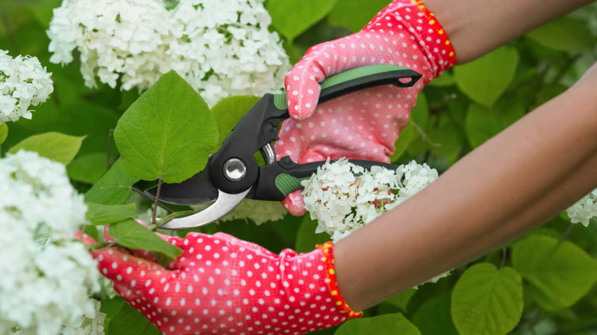 Clippers taking a cutting off a hydrangea plant.