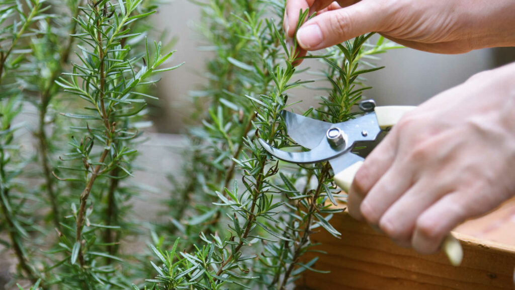 Using pruners to take cuttings of rosemary.