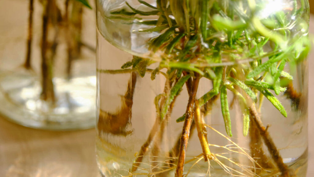 Rosemary cutting propagating in water with roots developing.